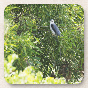 Owl perching on a tree beverage coaster