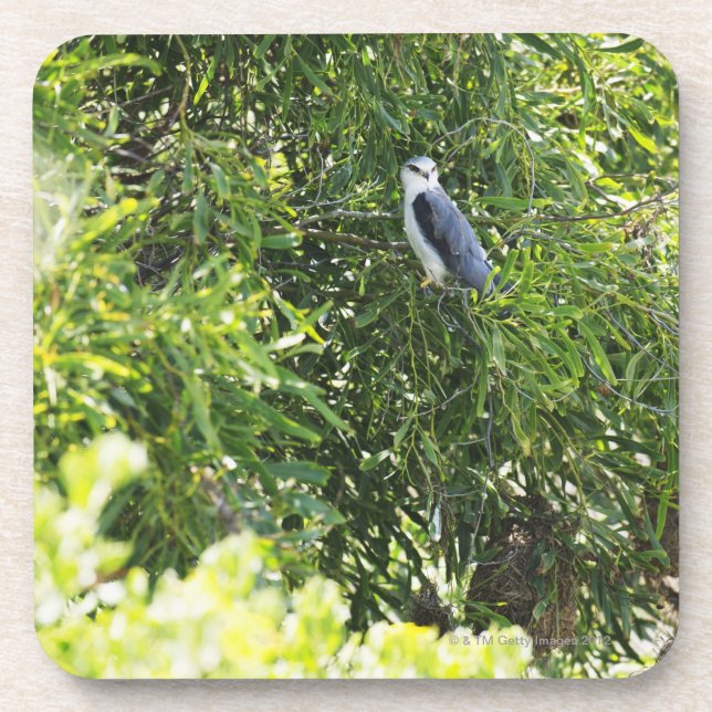 Owl perching on a tree beverage coaster (Front)