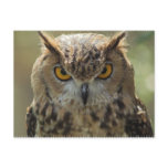Owl Photo Postcard