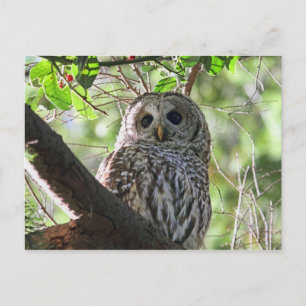 Owl Photo Postcard