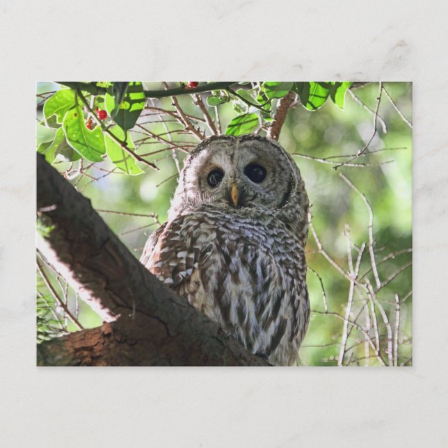 Owl Photo Postcard (Front)
