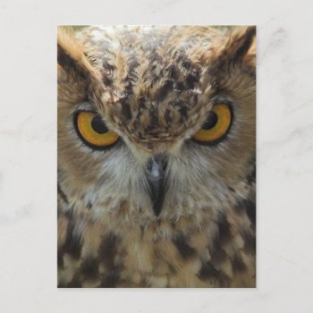 Owl Photo Postcard by WildlifeAnimals at Zazzle