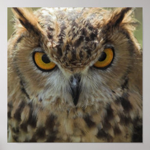 Owl Photo Poster Print