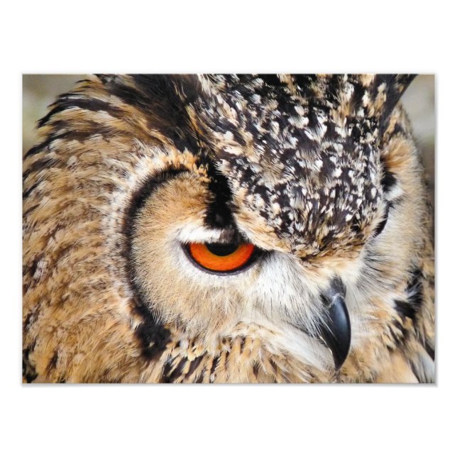 OWL PHOTO PRINT (Front)