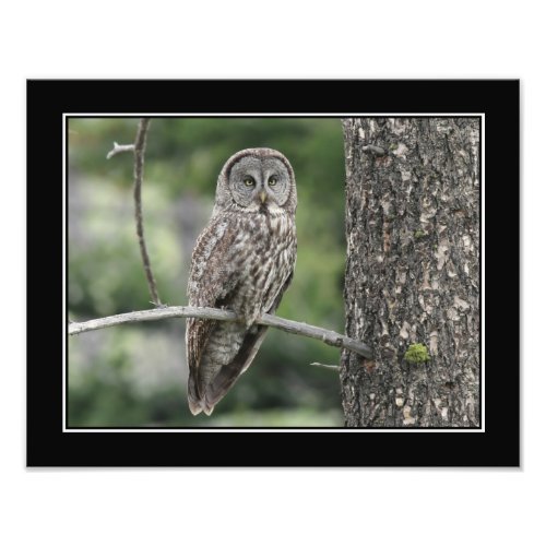 Owl Photo Print _ Great Gray Owl