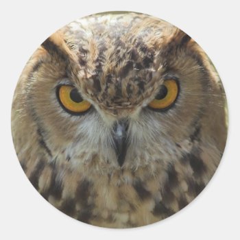 Owl Photo Stickers by WildlifeAnimals at Zazzle