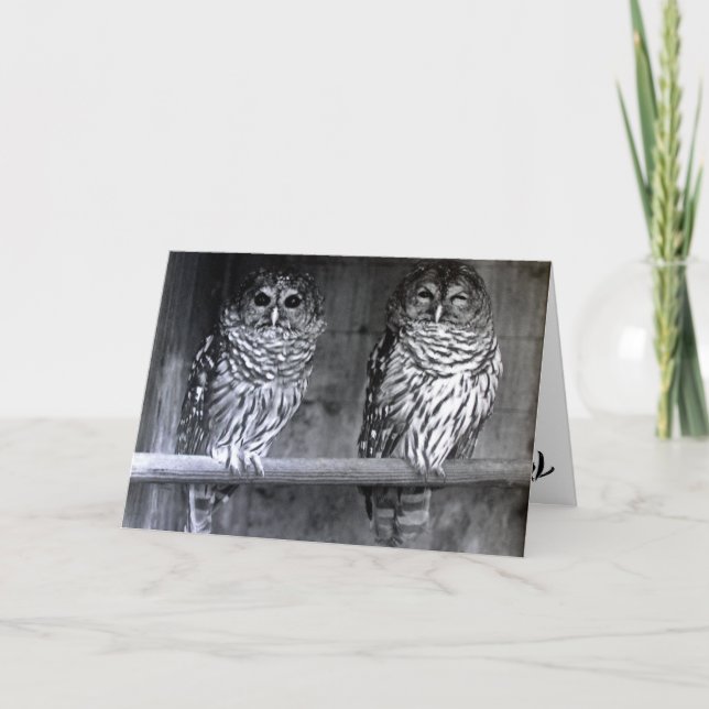 Owl Photograph Greeting Cards (Front)