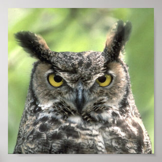 Owl Photograph Poster