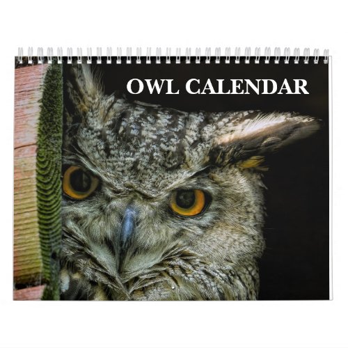 Owl Pictures and Images 2024 Calendar