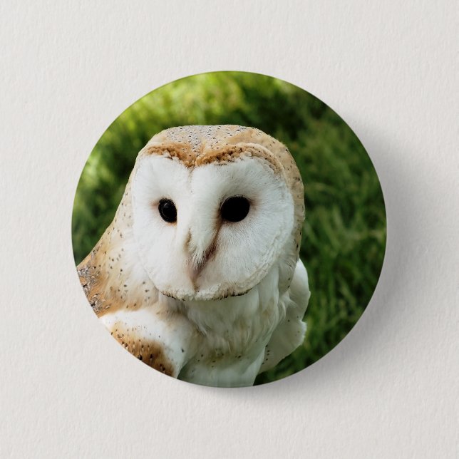 OWL PINBACK BUTTON (Front)
