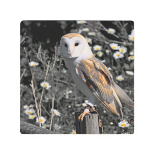 Owl Portrait Metal Print