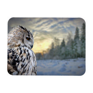 Owl portrait on winter forest background magnet