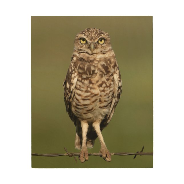 Owl portrait on wood. Burrowing owl wall art (Front)