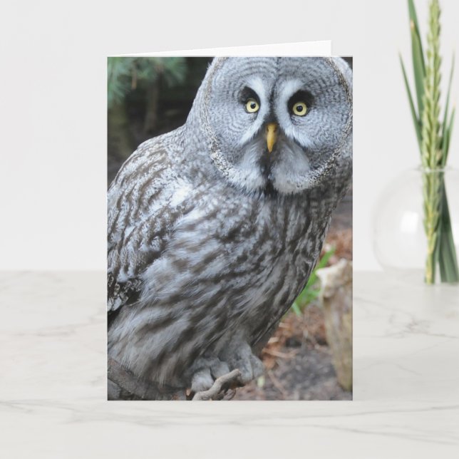 Owl Portrait Photograph Card (Front)