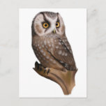 Owl Portrait Postcards at Zazzle