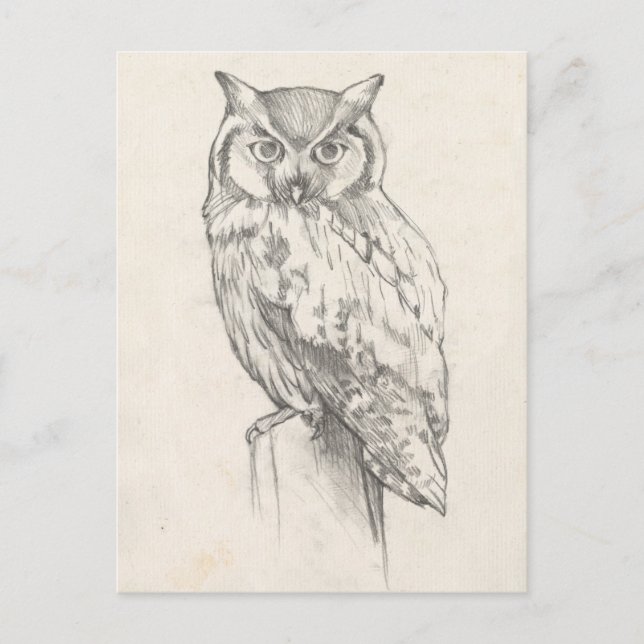 Owl Portrait - Sketch Postcard (Front)