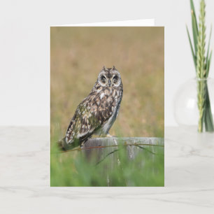 Owl Posing Card