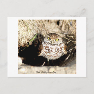 Owl . Postcard