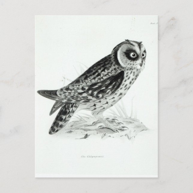 Owl Postcard (Front)