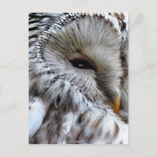 OWL POSTCARD