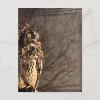 Owl Postcard
