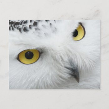 Owl Postcard by QuoteLife at Zazzle