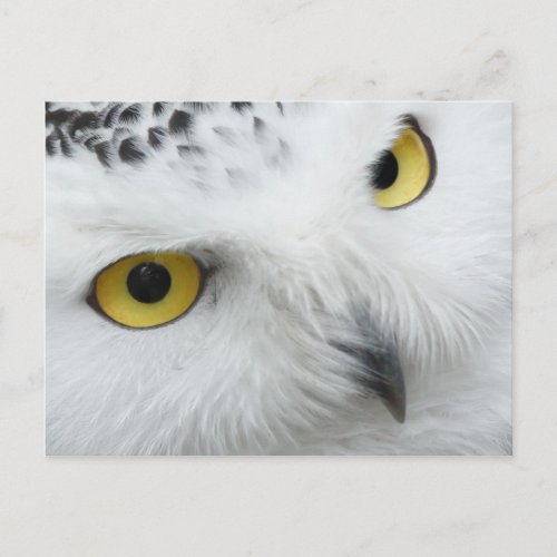 Owl Postcard