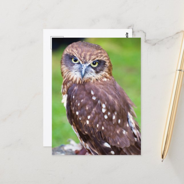Owl Postcard (Front/Back In Situ)