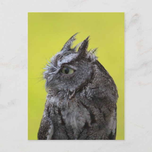 Owl postcard (Front)