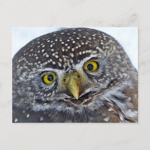 Owl Postcard