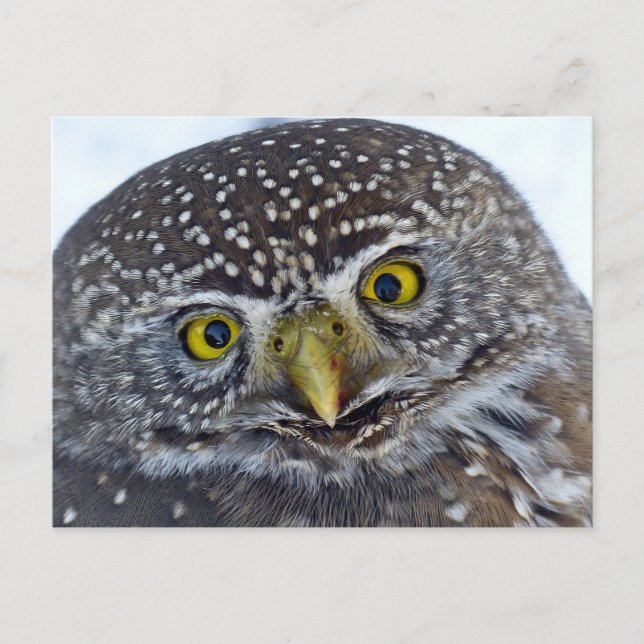 Owl Postcard (Front)