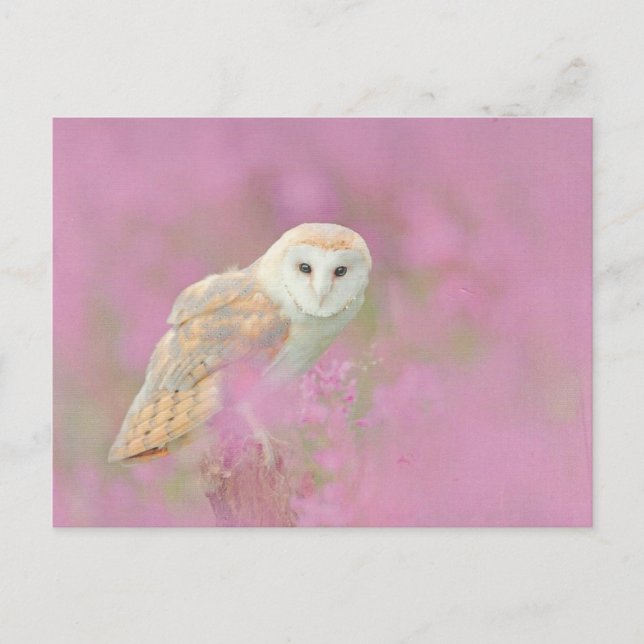 Owl Postcard (Front)