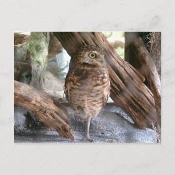 Owl Postcard by eevernon at Zazzle