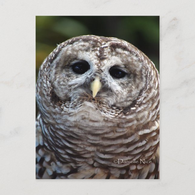 Owl Postcard (Front)