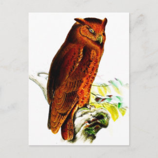 Owl Postcard