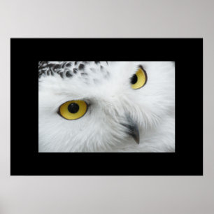 Owl Poster