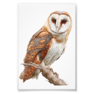 Owl Premium Satin Photo Paper Photo Enlargement