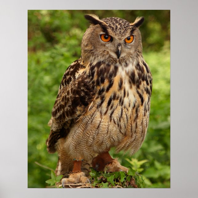 Owl Print/Poster Poster (Front)