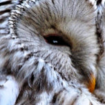 OWL RECTANGULAR BELT BUCKLE<br><div class="desc">A beautiful owl just keeping an eye on things. England UK.</div>