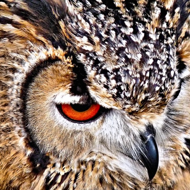 OWL REUSABLE GROCERY BAG (A photographic design of a beautiful eagle-owl.)