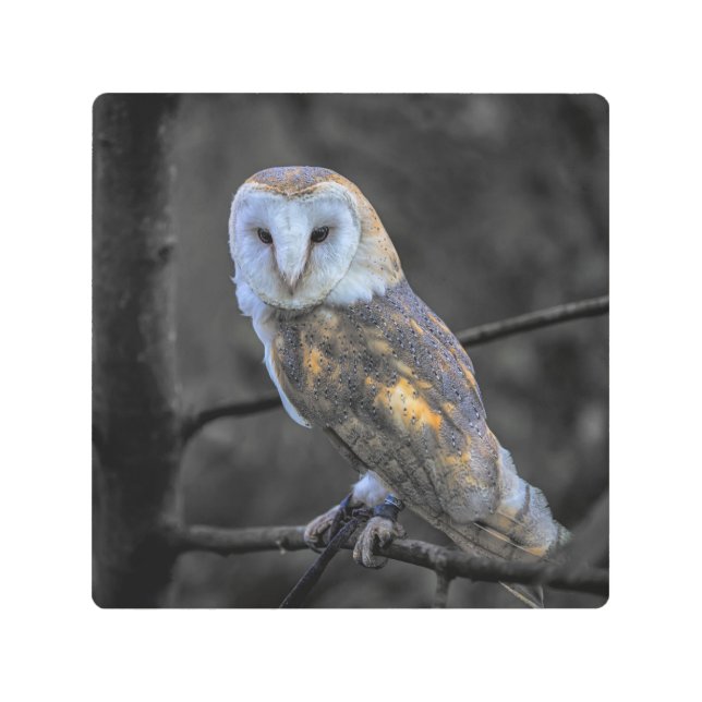 Owl : Selective Colour Photography Metal Print (Front)
