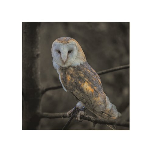Owl  Selective Colour Photography Wood Wall Art