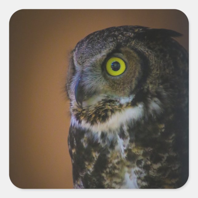 owl square sticker (Front)