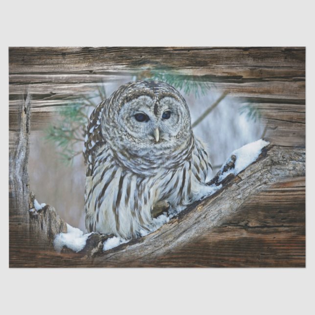 Owl Tissue Paper (Front)