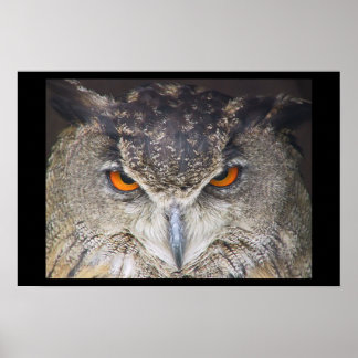 Owl Uil Poster