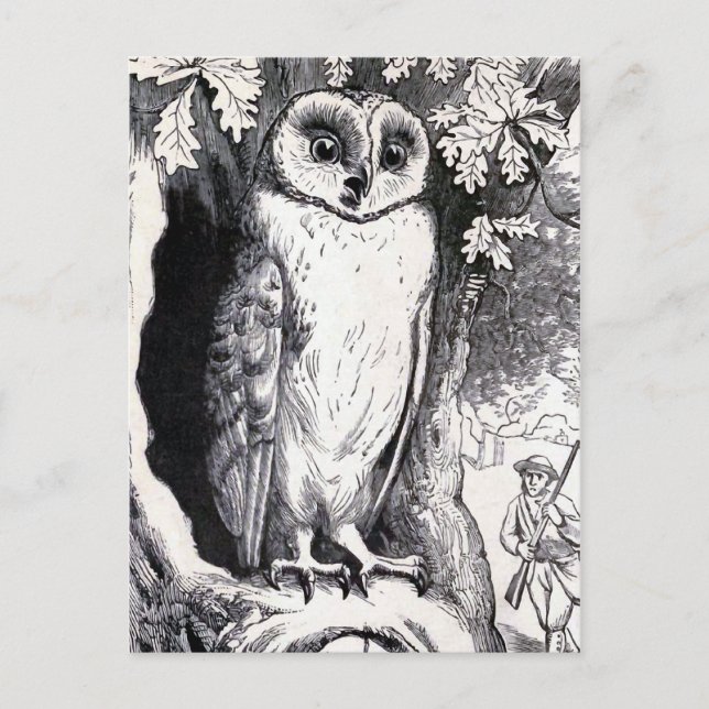 "Owl" Vintage Illustration Postcard (Front)