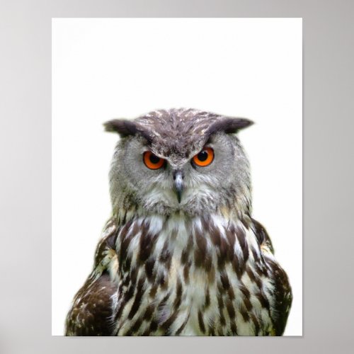 Owl wild forest animal photo peekaboo nursery poster