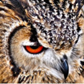 OWL WIRELESS CHARGER
