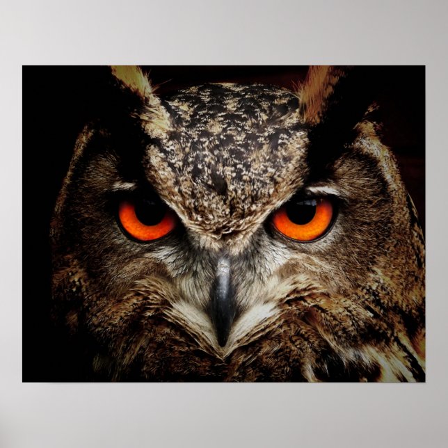 Owl with Orange Eyes Color Poster (Front)