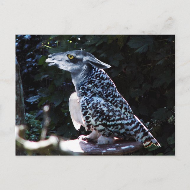 Owlama postcard (Front)